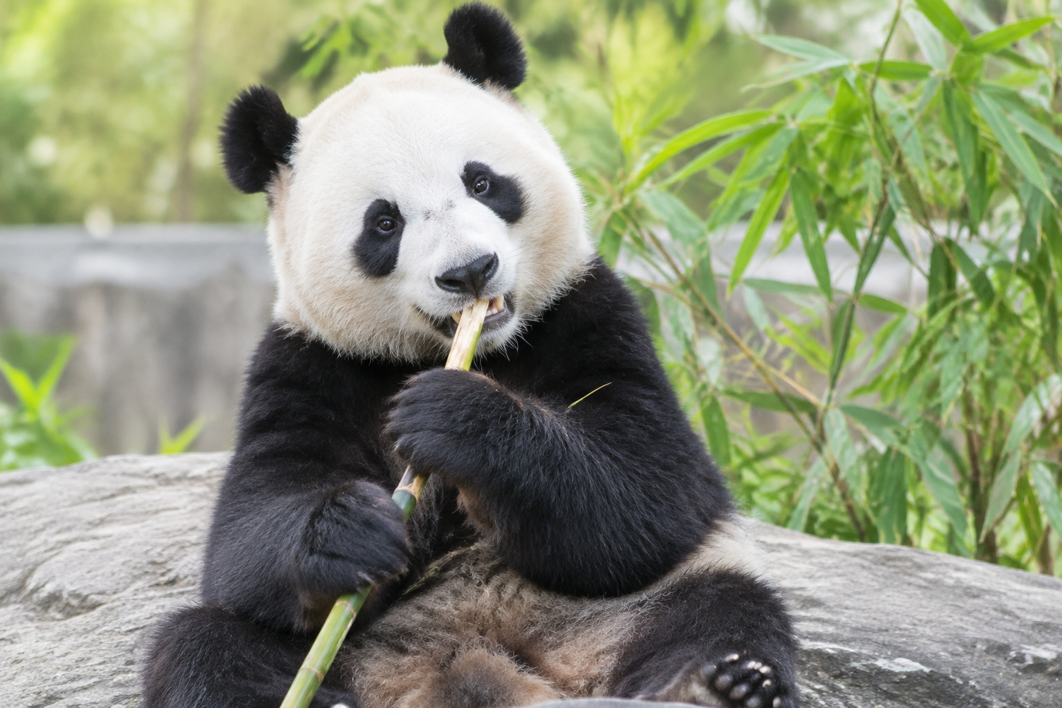 Close-up of a giant panda holding a bamboo stem with its front paws, showing the enlarged wrist bone used as a thumb