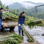 Bamboo Kingdom: Why Pandas Eat All Day
