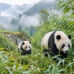 Back to the Wild: How Pandas Learn to Survive