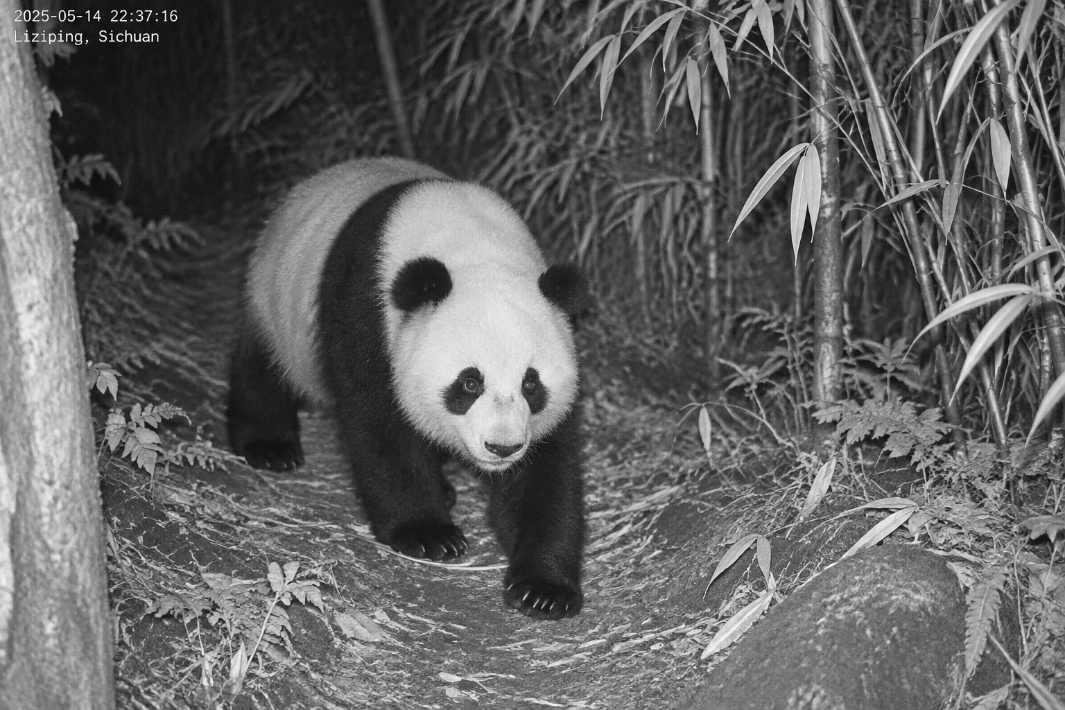 An infrared camera captures a giant panda walking along a forest trail at night in Liziping, Sichuan.