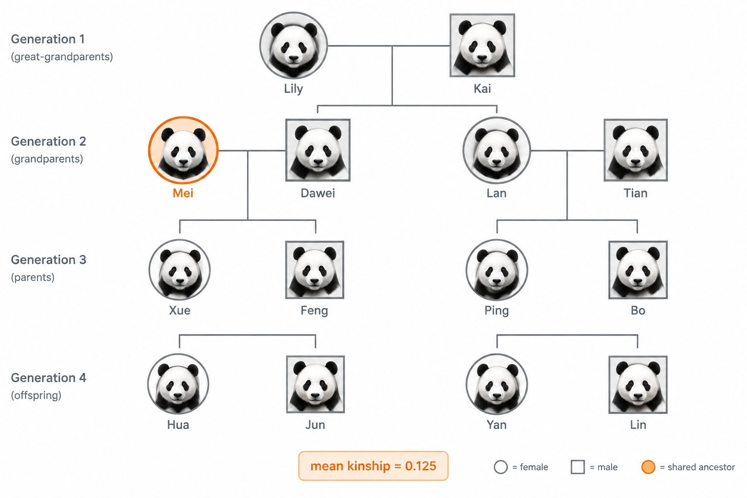 Simple giant panda pedigree diagram showing how one shared ancestor raises the mean kinship between two pandas
