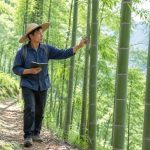 Bamboo Ecology: Flowering, Death, and Forest Renewal