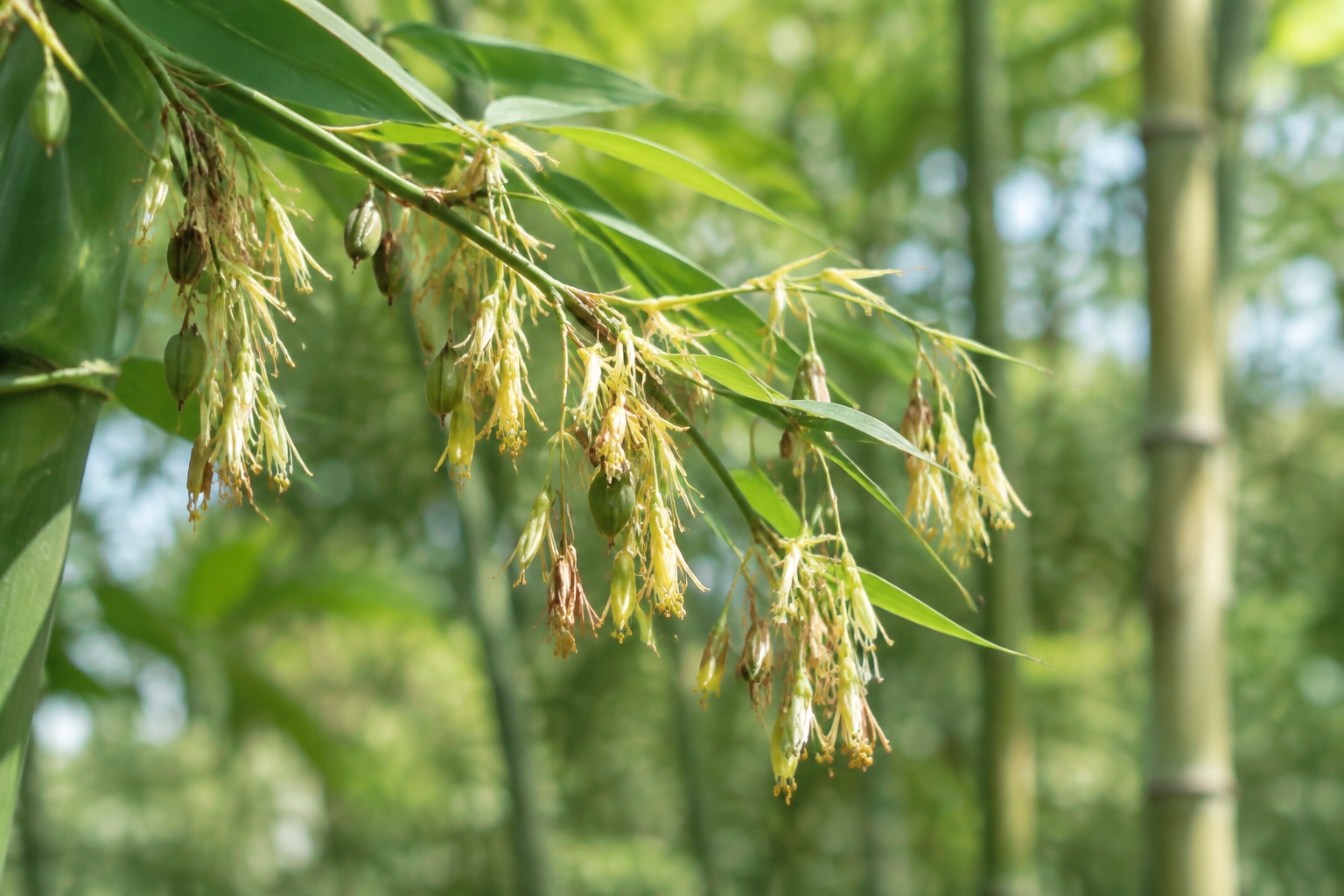 Close-up of bamboo flowers and seeds on a branch, a rare event that occurs only every few decades.