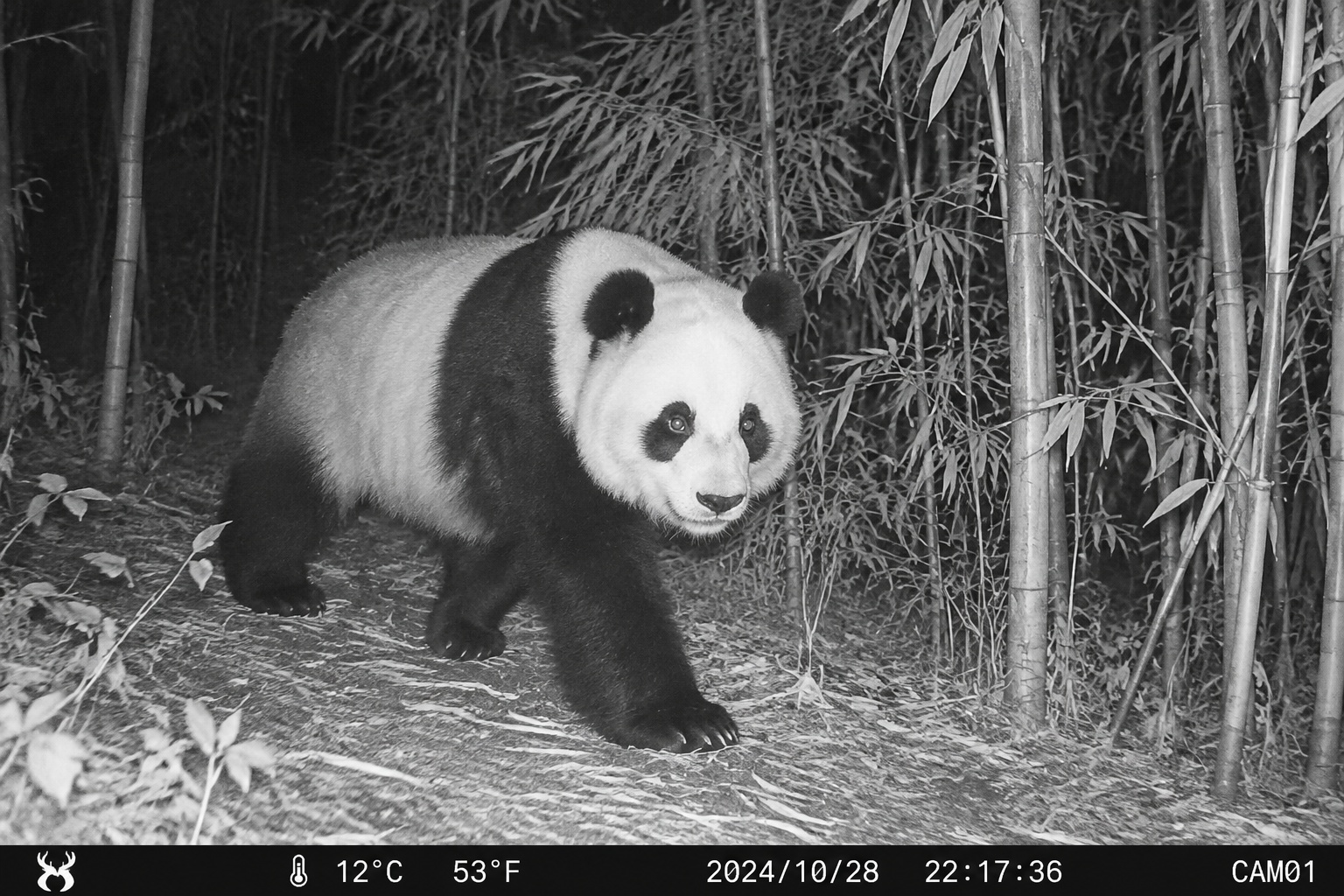 Infrared camera trap image of a wild giant panda walking through bamboo at night in a Chinese mountain reserve