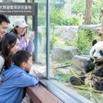 Why Pandas Became Global Cultural Icons