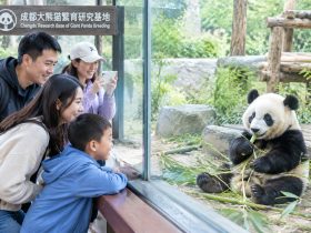 Why Pandas Became Global Cultural Icons