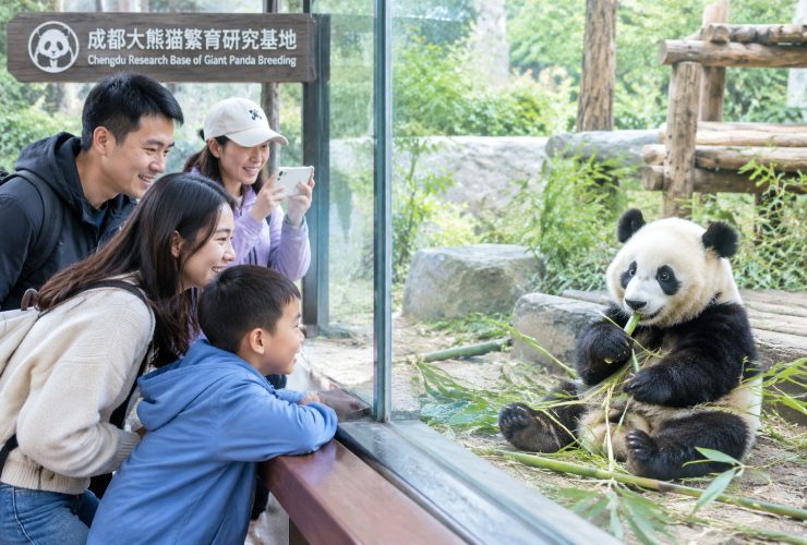 Why Pandas Became Global Cultural Icons