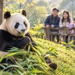 Visiting Pandas Responsibly: A Guide to Zoos and Reserves