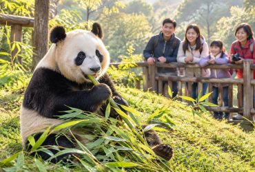 Visiting Pandas Responsibly: A Guide to Zoos and Reserves