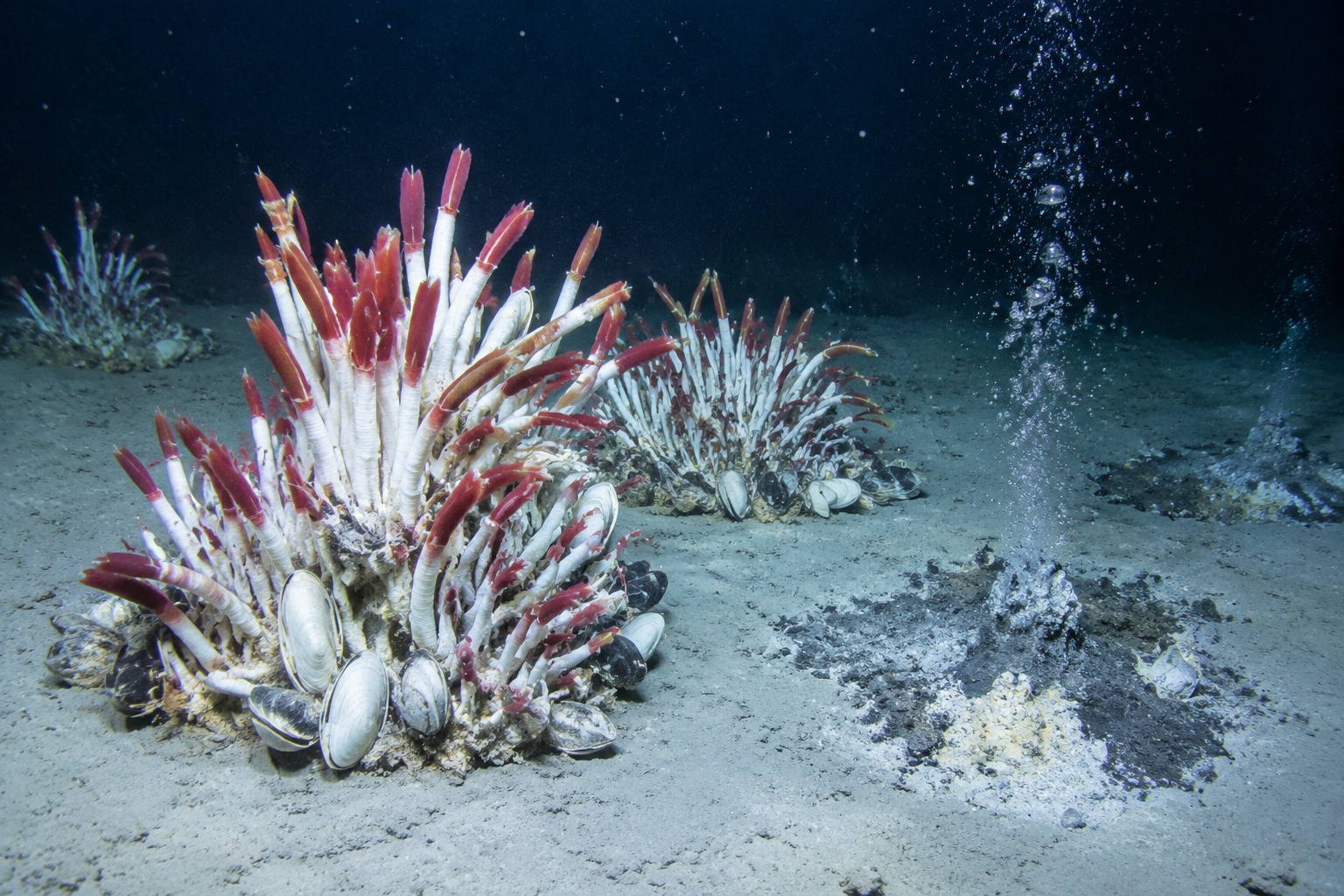 White tubeworms and bivalves clustered on the seabed at a deep-sea cold seep, lit by a submersible spotlight