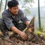 From Soil to Table: The 48-Hour Journey of a Bamboo Shoot