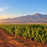 Wine Tasting in the Desert: A Route Through China's "Napa Valley"