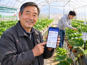 How AI is Helping Chinese Farmers Grow Better Strawberries